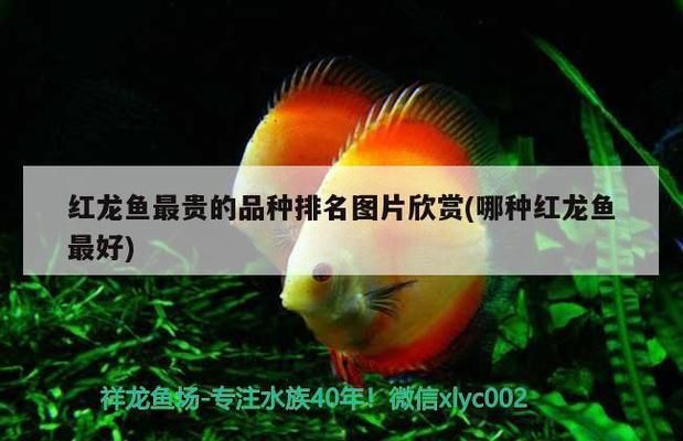 龍魚細菌感染的癥狀及其表現（龍魚細菌感染癥狀及其表現）