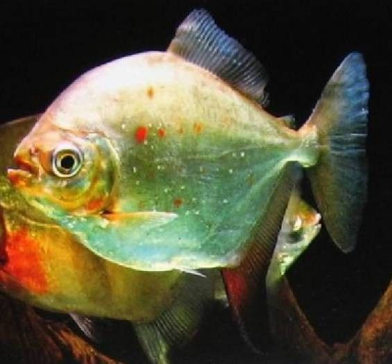 粗線銀版魚的價格一般多少？（粗線銀板魚的價格一般多少錢？）