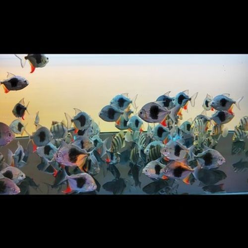 粗線銀版魚的價格一般多少？（粗線銀板魚的價格一般多少錢？）