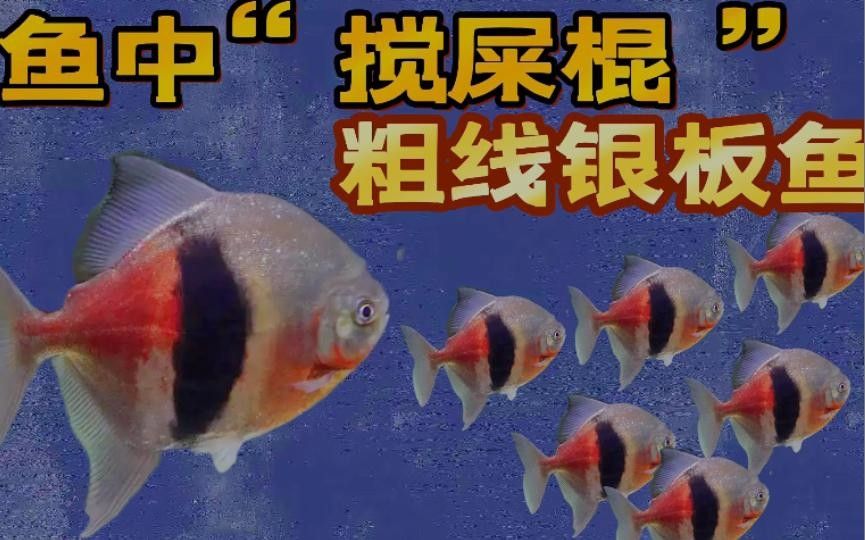 粗線銀版魚的價格一般多少？（粗線銀板魚的價格一般多少錢？）
