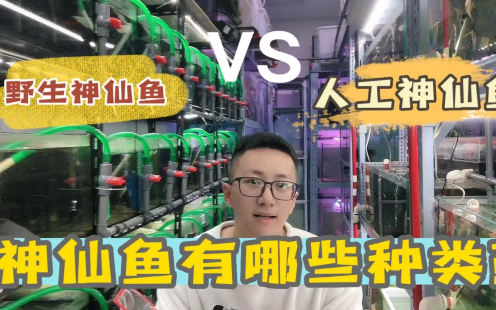 埃及神仙和普通燕魚區別
