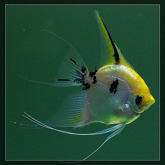 埃及神仙和普通燕魚區別