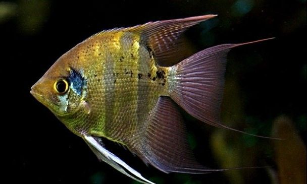 埃及神仙和普通燕魚區別