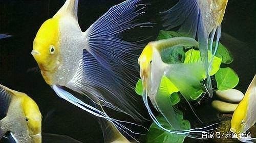 埃及神仙和普通燕魚區別