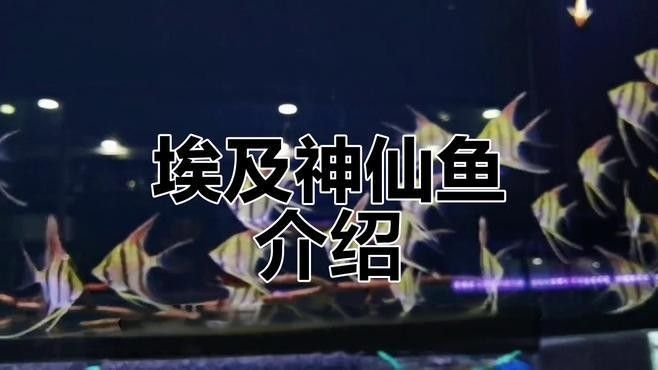 埃及神仙和普通燕魚區別