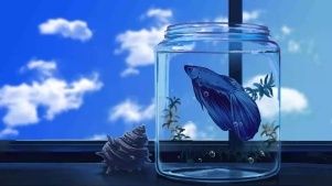 八角恐龍魚飼養(yǎng)指南（八角恐龍魚的飼養(yǎng)指南）