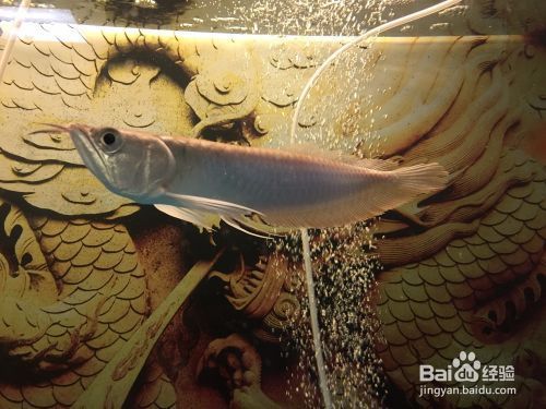 金龍魚(yú)是國(guó)企還是外企，金龍魚(yú)到底是國(guó)企還是外企呢（金龍魚(yú)到底是國(guó)企還是外企？）