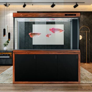 龍魚和巴西亞混養需要注意什么？（龍魚和巴西亞可以混養嗎）