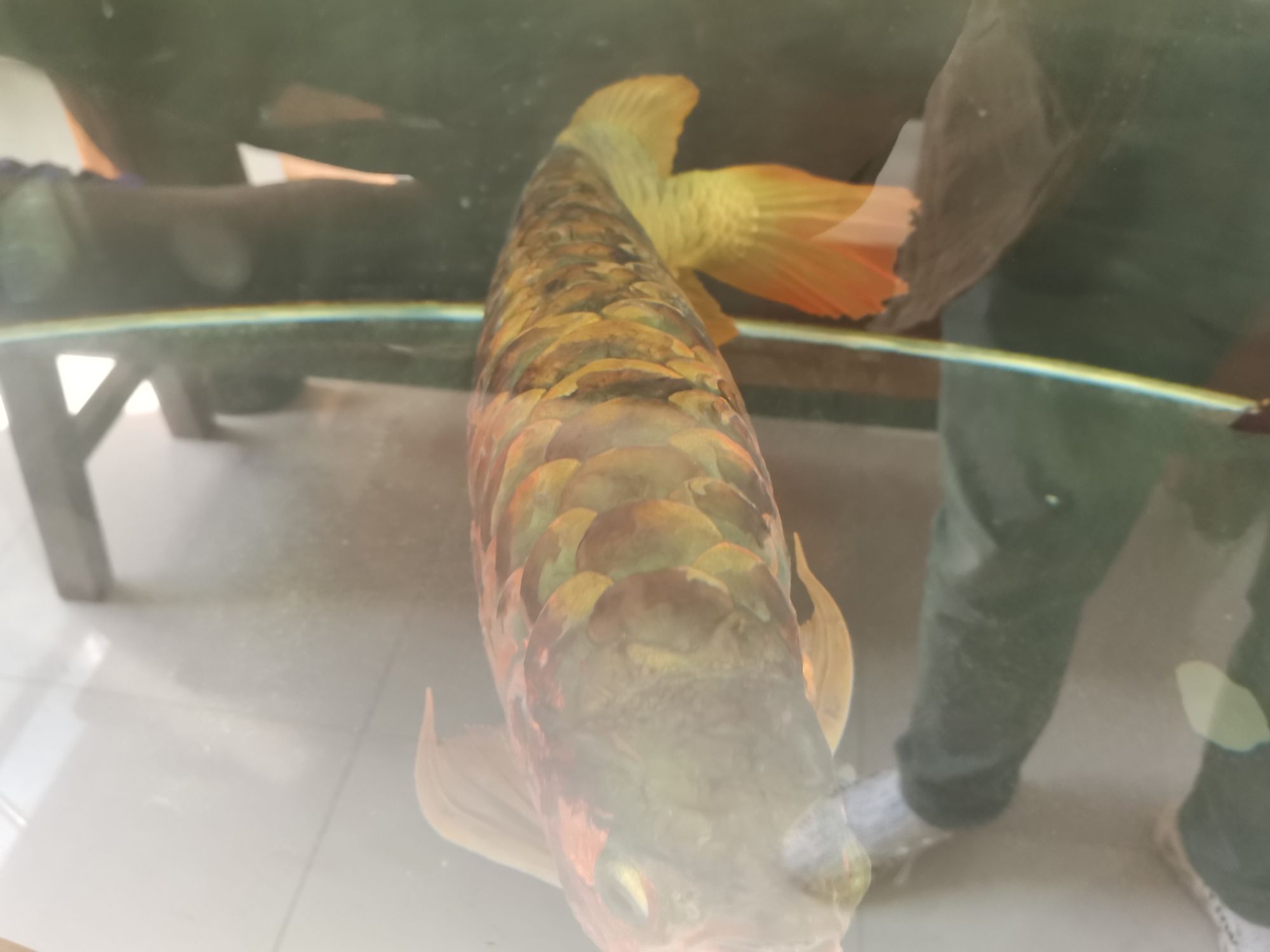 龍魚病的初見與養魚者的心理反應，本文探討了養龍魚者的心理變化（別說你不敢養了，這龍下輩子也不敢投胎到你家了）
