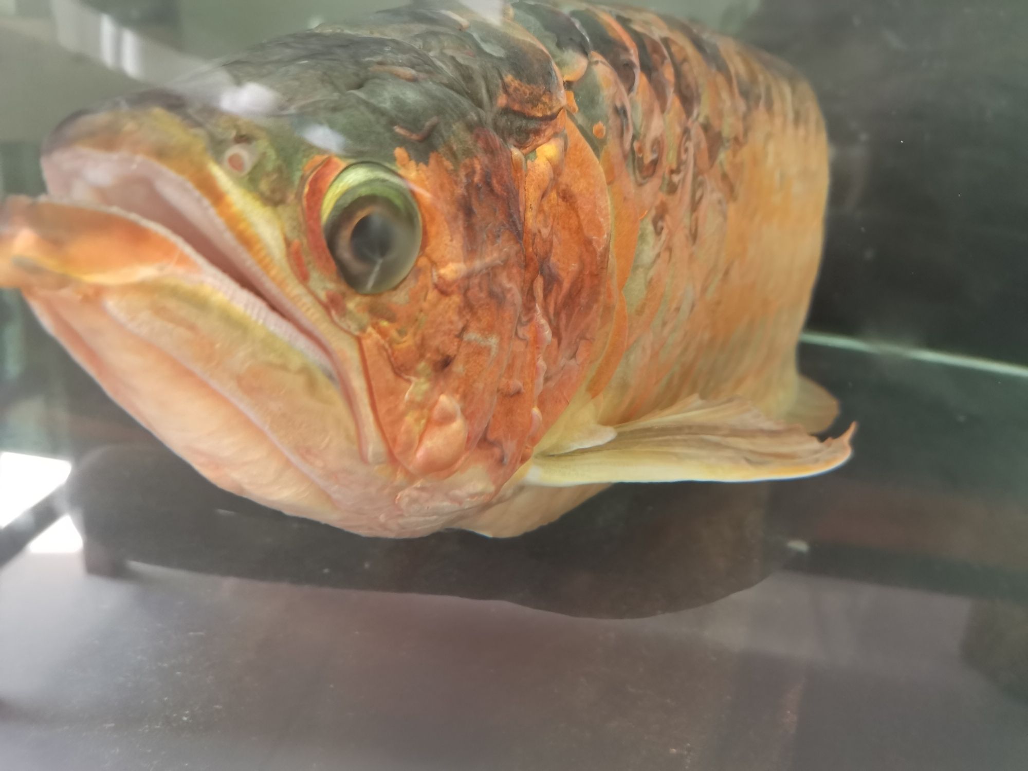 龍魚病的初見與養魚者的心理反應，本文探討了養龍魚者的心理變化（別說你不敢養了，這龍下輩子也不敢投胎到你家了）