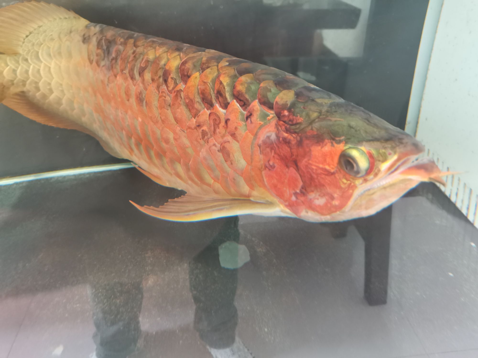 龍魚病的初見與養魚者的心理反應，本文探討了養龍魚者的心理變化（別說你不敢養了，這龍下輩子也不敢投胎到你家了）