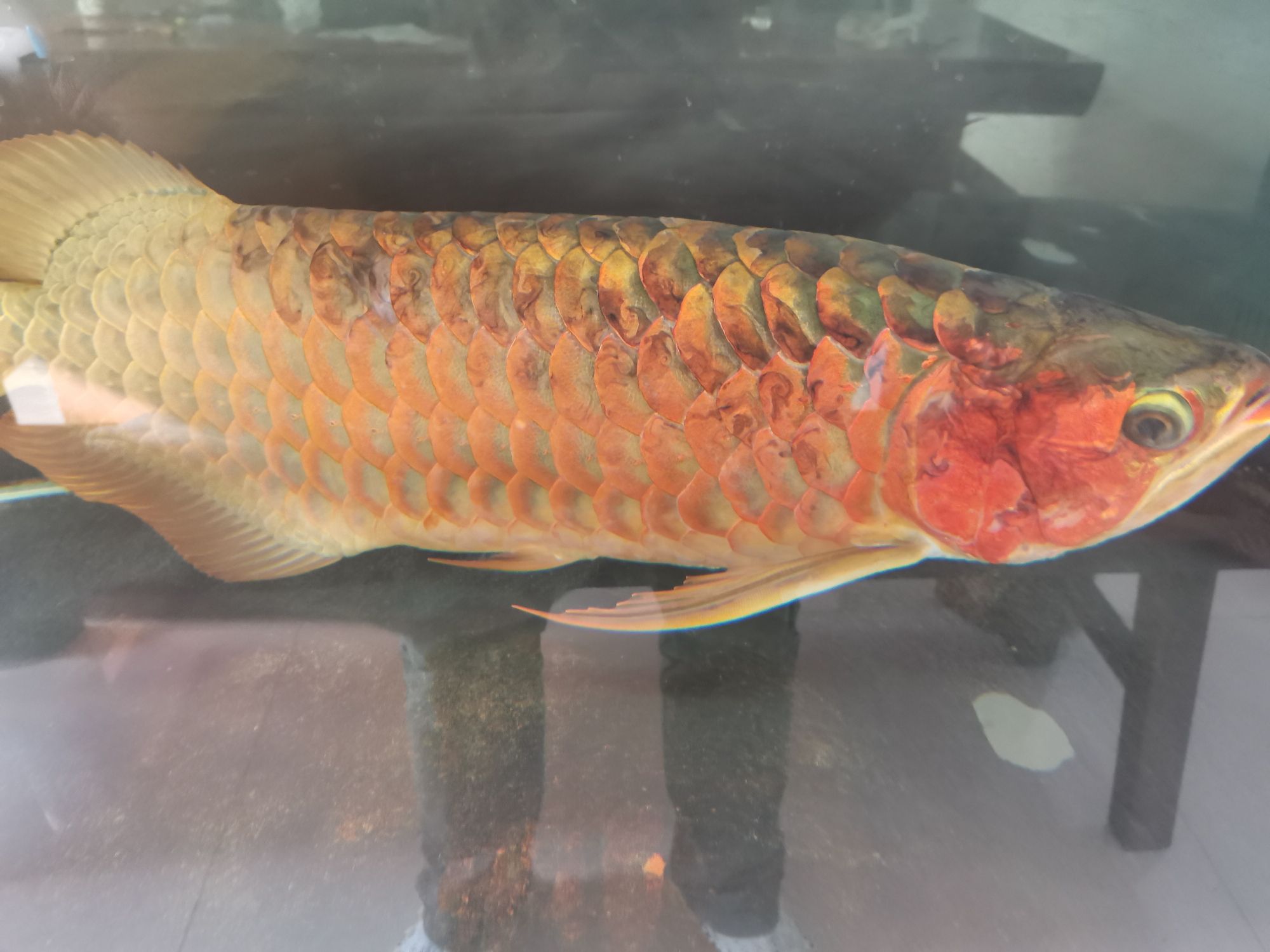 龍魚病的初見與養魚者的心理反應，本文探討了養龍魚者的心理變化（別說你不敢養了，這龍下輩子也不敢投胎到你家了）