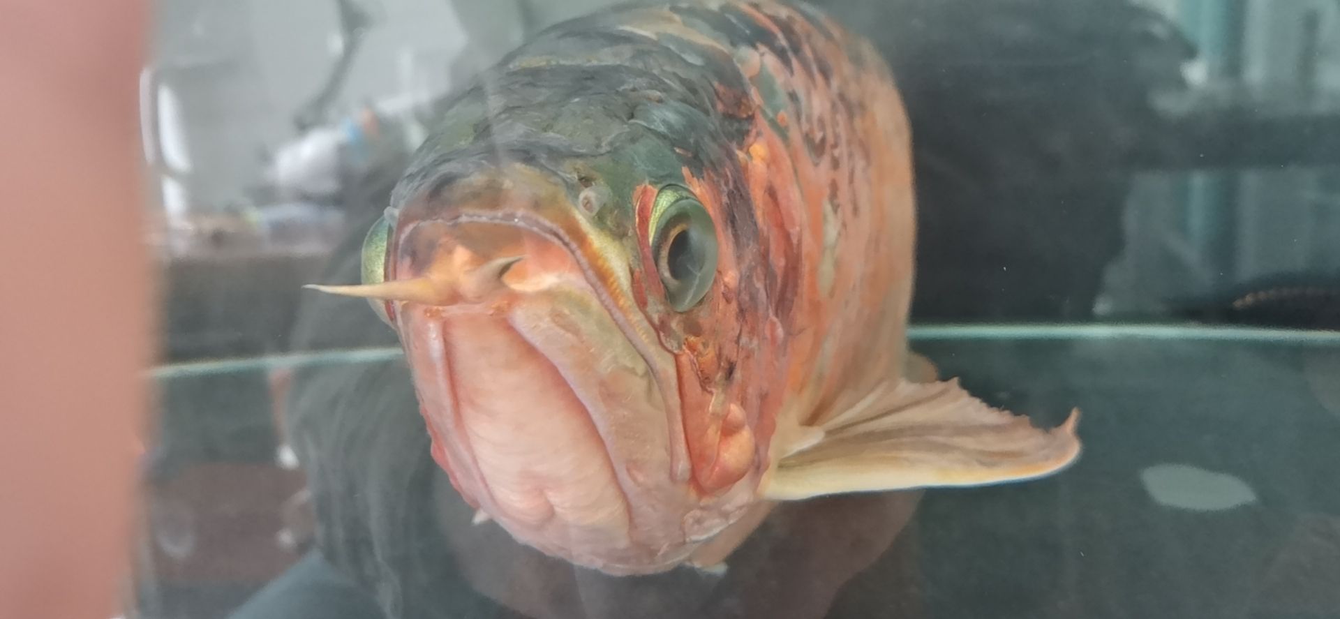 龍魚病的初見與養魚者的心理反應，本文探討了養龍魚者的心理變化（別說你不敢養了，這龍下輩子也不敢投胎到你家了）
