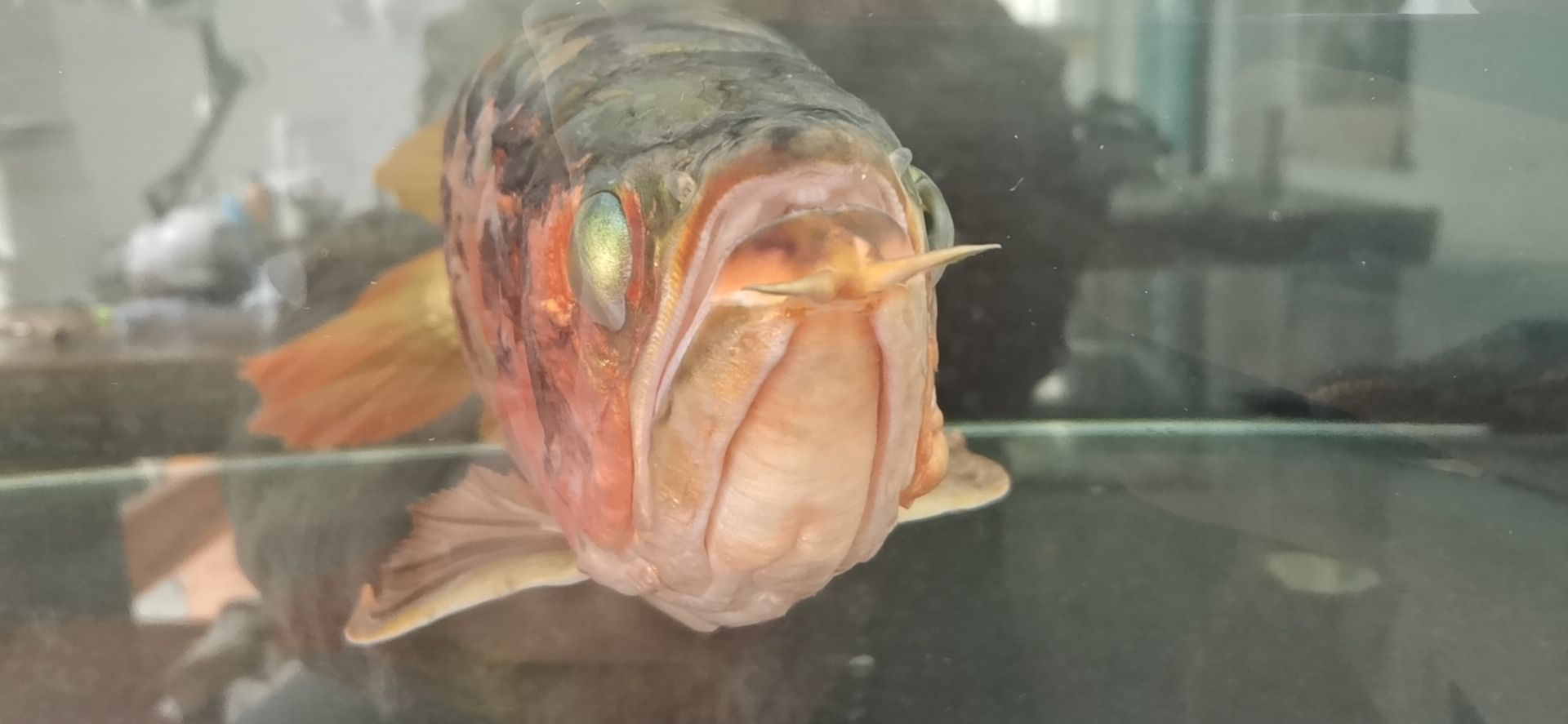 龍魚病的初見與養魚者的心理反應，本文探討了養龍魚者的心理變化（別說你不敢養了，這龍下輩子也不敢投胎到你家了）