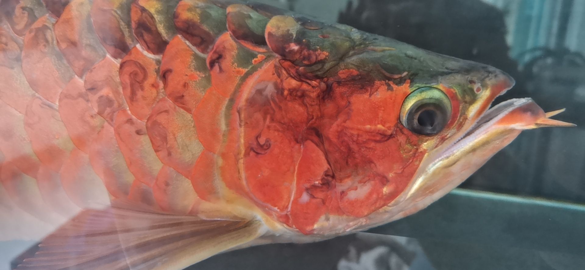 龍魚病的初見與養魚者的心理反應，本文探討了養龍魚者的心理變化（別說你不敢養了，這龍下輩子也不敢投胎到你家了）