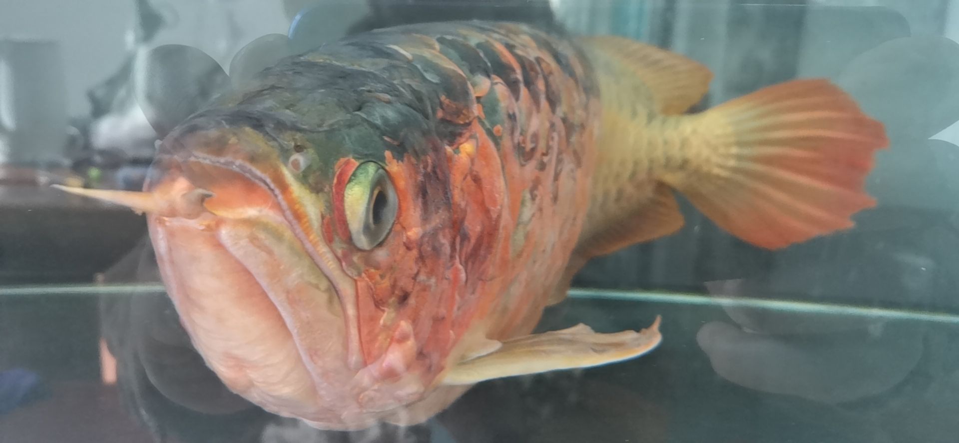 龍魚病的初見與養魚者的心理反應，本文探討了養龍魚者的心理變化（別說你不敢養了，這龍下輩子也不敢投胎到你家了）