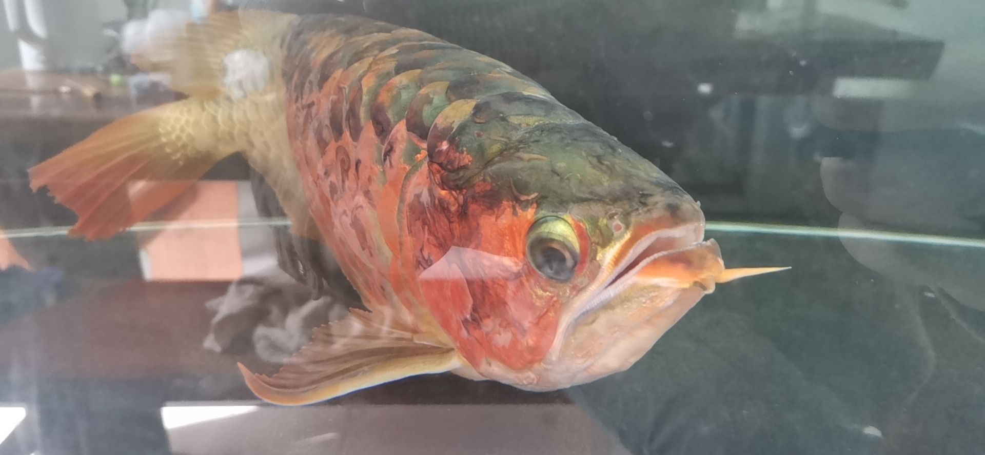 龍魚病的初見與養魚者的心理反應，本文探討了養龍魚者的心理變化（別說你不敢養了，這龍下輩子也不敢投胎到你家了）