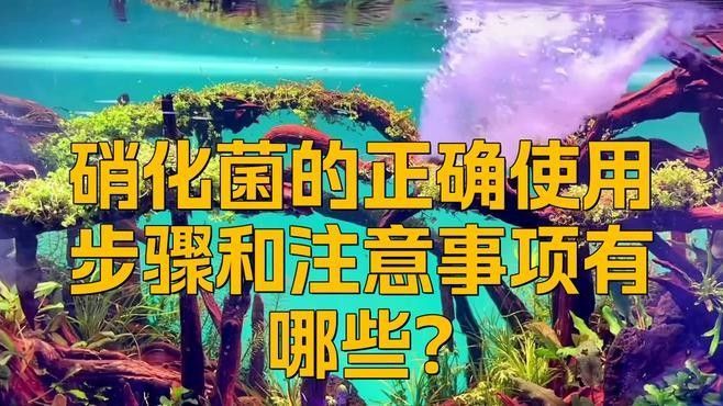 虎斑恐龍魚剛?cè)敫紫趸?xì)菌的正確使用方法（虎斑恐龍魚剛?cè)敫卓梢苑畔趸?xì)菌嗎九松健康硝化細(xì)菌的正確使用方法）