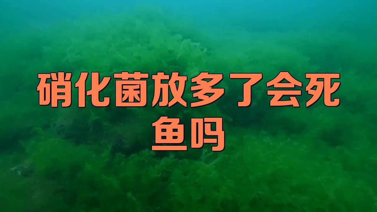 虎斑恐龍魚剛?cè)敫紫趸?xì)菌的正確使用方法（虎斑恐龍魚剛?cè)敫卓梢苑畔趸?xì)菌嗎九松健康硝化細(xì)菌的正確使用方法）