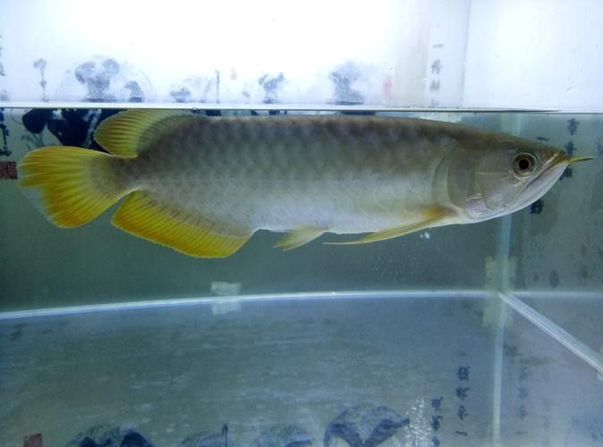 龍魚種類解析：號半龍魚的獨特特征（號半龍魚的成長歷程）