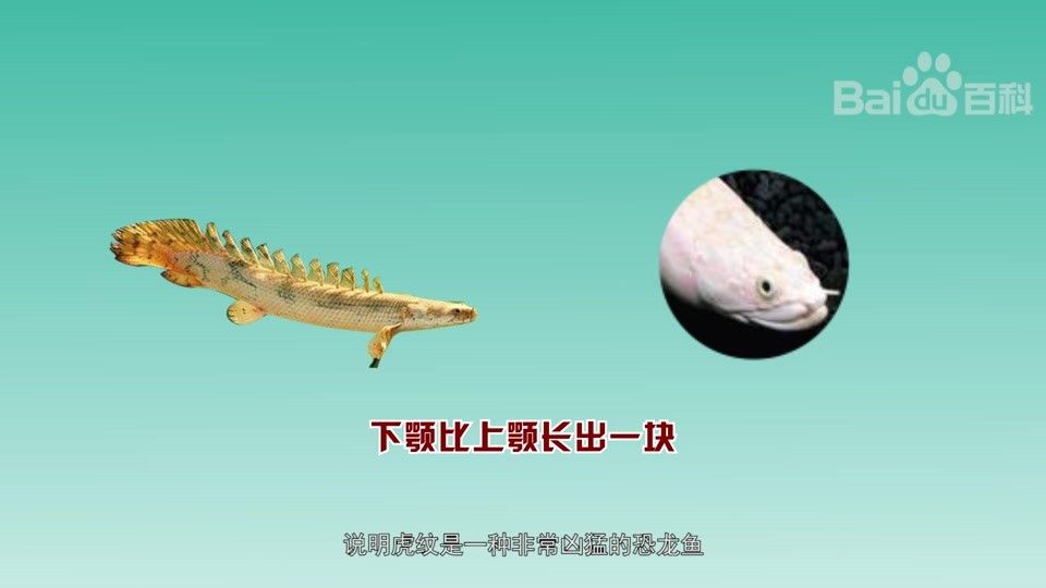 虎紋恐龍魚能長多大楚晗影談錄虎紋恐龍魚的壽命有多長（虎紋恐龍魚的飼養(yǎng)方法）