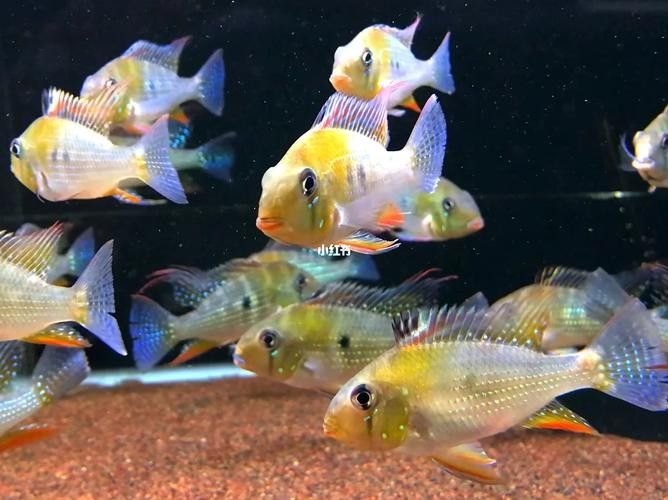 赤荔鳳冠成魚的高清圖片資源，赤荔鳳冠魚的飼養(yǎng)難度如何（赤荔鳳冠成魚圖片） 赤荔鳳冠成魚的高清圖片資源，赤荔鳳冠魚的飼養(yǎng)難度如何（赤荔鳳冠成魚圖片） 觀賞魚百科 第4張