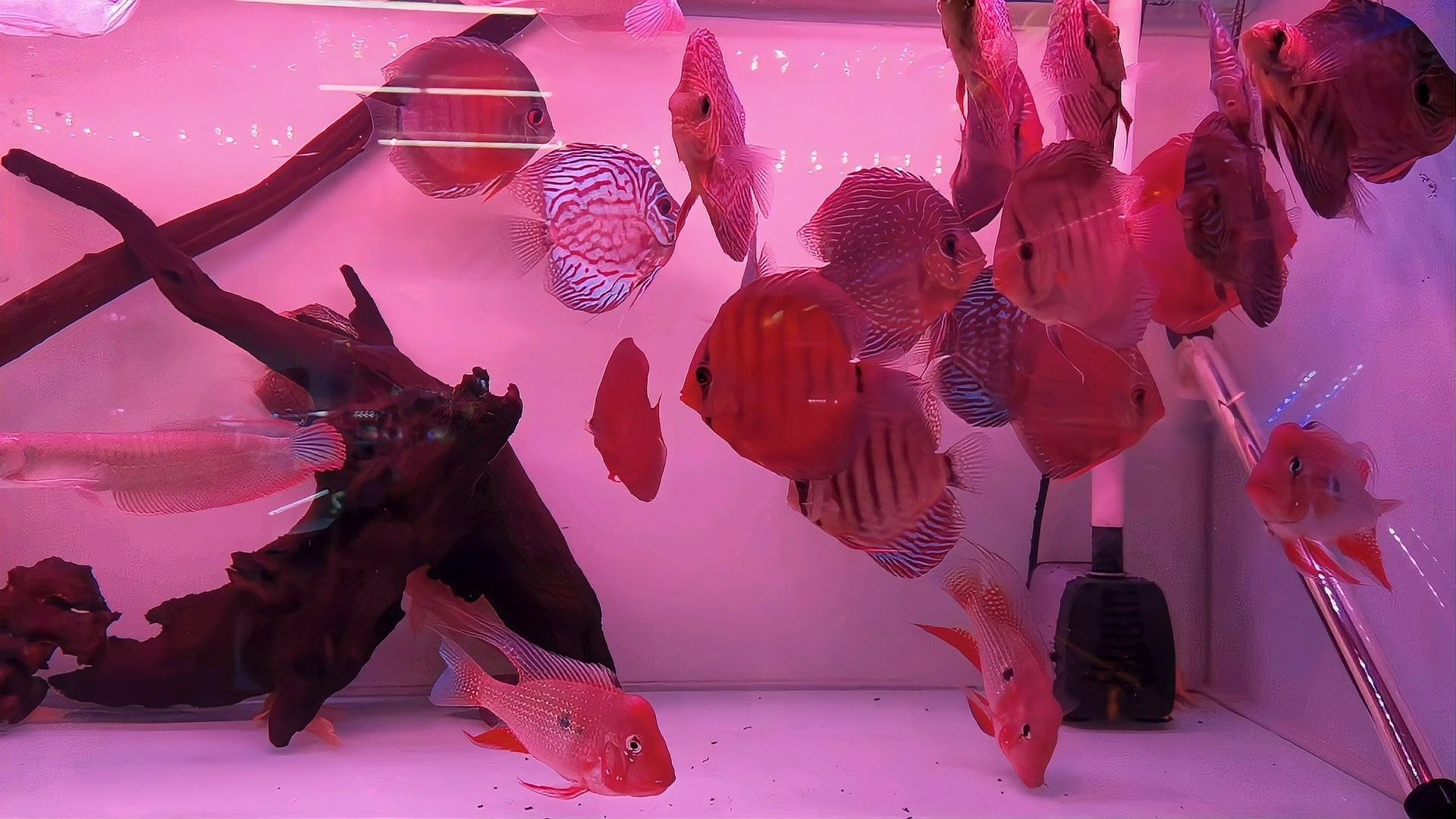 赤荔鳳冠成魚的高清圖片資源，赤荔鳳冠魚的飼養(yǎng)難度如何（赤荔鳳冠成魚圖片） 赤荔鳳冠成魚的高清圖片資源，赤荔鳳冠魚的飼養(yǎng)難度如何（赤荔鳳冠成魚圖片） 觀賞魚百科 第14張