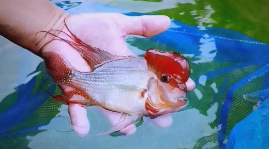 赤荔鳳冠成魚的高清圖片資源，赤荔鳳冠魚的飼養(yǎng)難度如何（赤荔鳳冠成魚圖片） 赤荔鳳冠成魚的高清圖片資源，赤荔鳳冠魚的飼養(yǎng)難度如何（赤荔鳳冠成魚圖片） 觀賞魚百科 第7張