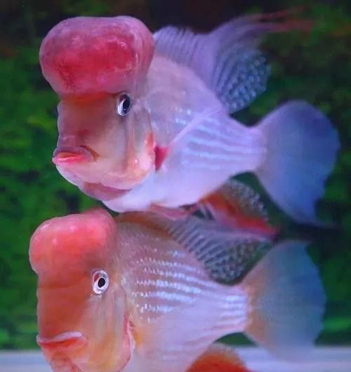 赤荔鳳冠成魚的高清圖片資源，赤荔鳳冠魚的飼養(yǎng)難度如何（赤荔鳳冠成魚圖片） 赤荔鳳冠成魚的高清圖片資源，赤荔鳳冠魚的飼養(yǎng)難度如何（赤荔鳳冠成魚圖片） 觀賞魚百科 第12張