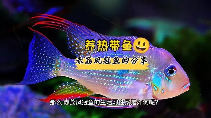 赤荔鳳冠成魚的高清圖片資源，赤荔鳳冠魚的飼養(yǎng)難度如何（赤荔鳳冠成魚圖片） 赤荔鳳冠成魚的高清圖片資源，赤荔鳳冠魚的飼養(yǎng)難度如何（赤荔鳳冠成魚圖片） 觀賞魚百科 第1張