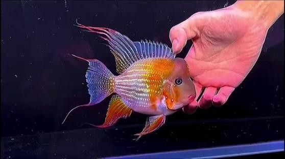 赤荔鳳冠成魚的高清圖片資源，赤荔鳳冠魚的飼養(yǎng)難度如何（赤荔鳳冠成魚圖片） 赤荔鳳冠成魚的高清圖片資源，赤荔鳳冠魚的飼養(yǎng)難度如何（赤荔鳳冠成魚圖片） 觀賞魚百科 第5張