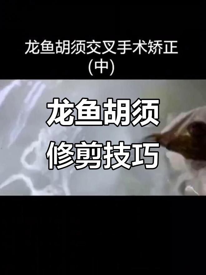 龍魚胡須斷裂修復技巧簡單步驟教你如何處理航旅通票機（全民小視頻第406話龍魚胡子斷了怎么辦） 龍魚胡須斷裂修復技巧簡單步驟教你如何處理航旅通票機（全民小視頻第406話龍魚胡子斷了怎么辦） 觀賞魚百科 第3張