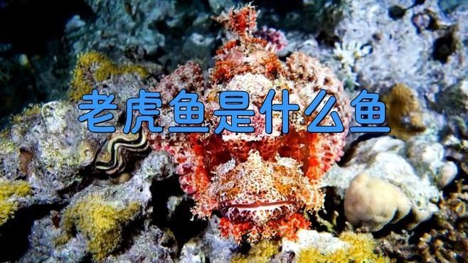 老虎魚是什么魚塔斯夜揚(yáng)老虎魚俗稱呆萌醬（世界上最毒的魚—老虎魚是什么魚塔斯夜揚(yáng)）