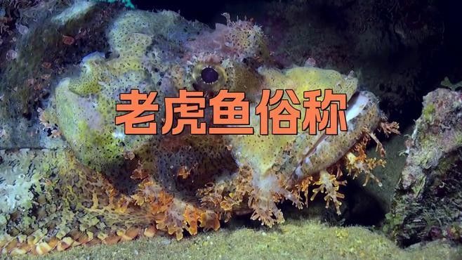 老虎魚是什么魚塔斯夜揚(yáng)老虎魚俗稱呆萌醬（世界上最毒的魚—老虎魚是什么魚塔斯夜揚(yáng)）