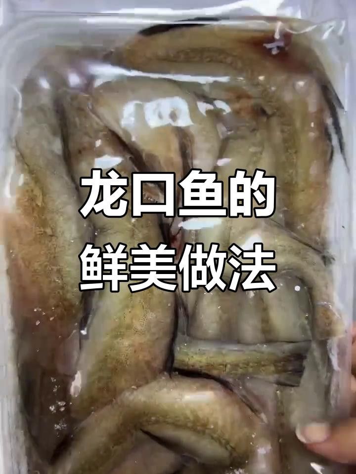 豆醬燒龍口魚，魚肉鮮嫩入味，配飯超下飯全民小視頻（海里最嫩的龍口魚,外焦內(nèi)嫩超好吃）