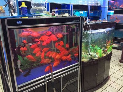 龍魚配魚排名表大全龍魚配魚排名表大全圖片-打造完美水族箱的必備指南（龍魚配魚排名表大全及龍魚配魚排名表大全及龍魚配魚排名表大全）