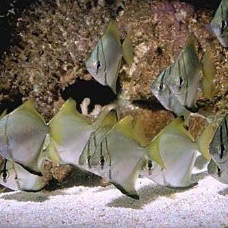 黃鰭鯧黃骨魚(yú)吃什么飼料朱明煒汽水缸新成員飼養(yǎng)建議（黃鰭鯧的飼養(yǎng)方式）