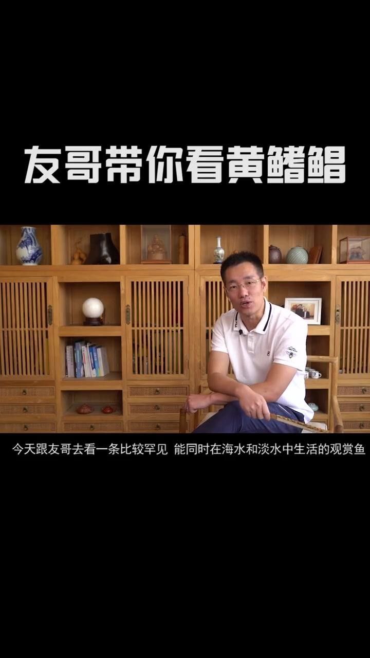 黃鰭鯧黃骨魚(yú)吃什么飼料朱明煒汽水缸新成員飼養(yǎng)建議（黃鰭鯧的飼養(yǎng)方式）