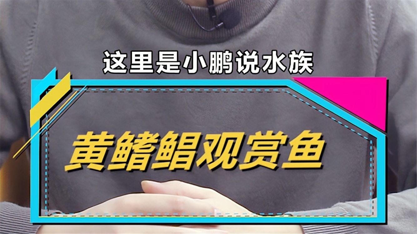 黃鰭鯧黃骨魚(yú)吃什么飼料朱明煒汽水缸新成員飼養(yǎng)建議（黃鰭鯧的飼養(yǎng)方式）
