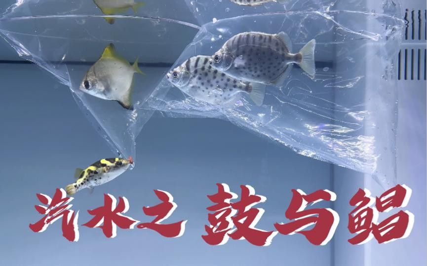 黃鰭鯧黃骨魚(yú)吃什么飼料朱明煒汽水缸新成員飼養(yǎng)建議（黃鰭鯧的飼養(yǎng)方式）