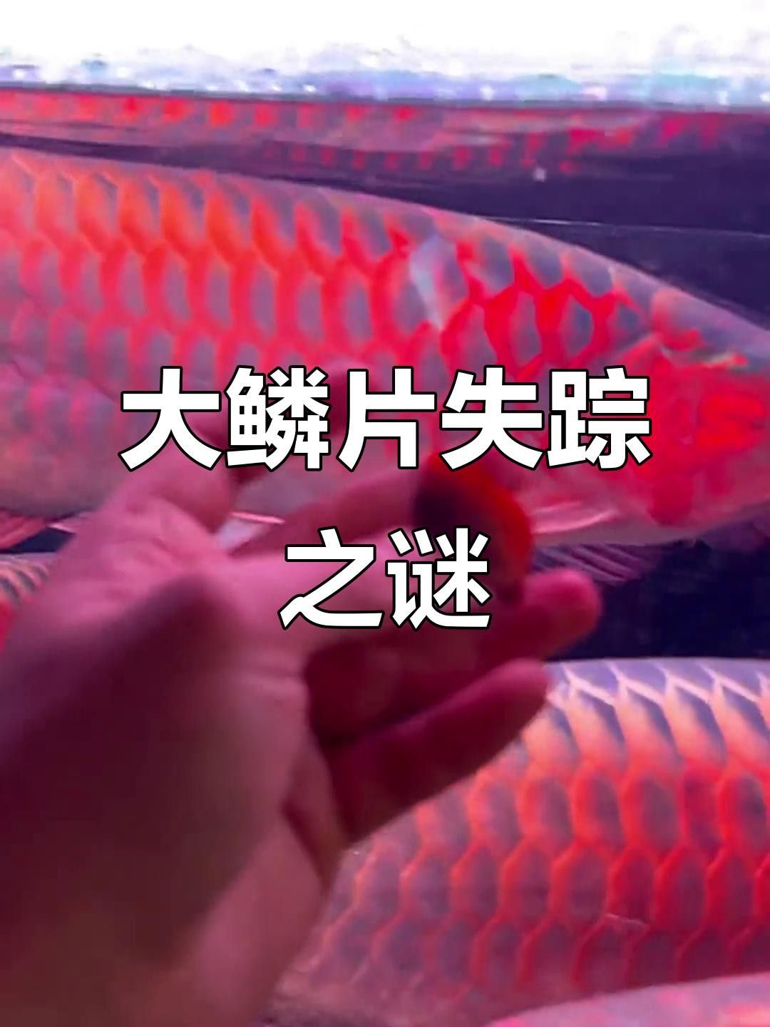 紅龍魚長(zhǎng)到60厘米時(shí)性情如何（紅龍魚60厘米時(shí)性情如何）