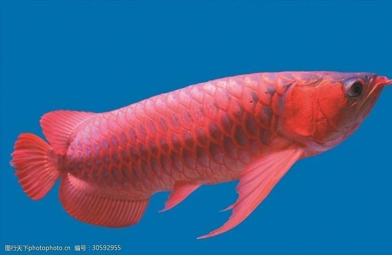 茄子河龍魚的市場價格，如何鑒別真假茄子河龍魚？（藝陽水族聽，茄子河龍魚的市場價格）
