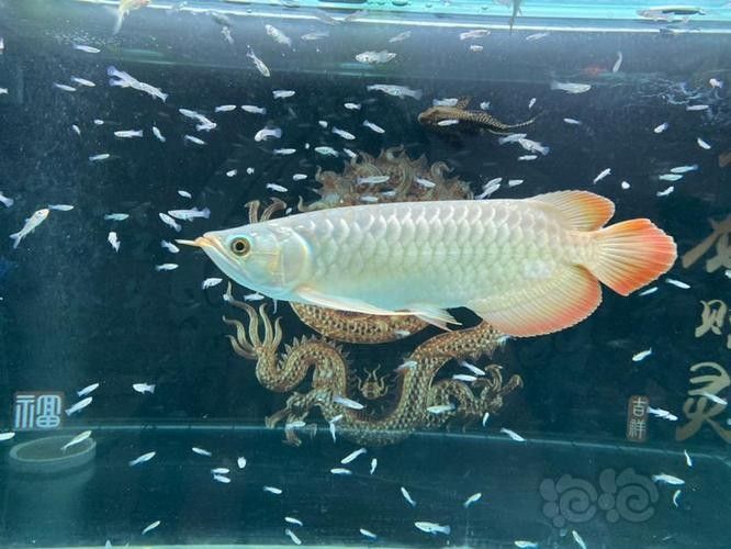 茄子河龍魚的市場價格，如何鑒別真假茄子河龍魚？（藝陽水族聽，茄子河龍魚的市場價格）