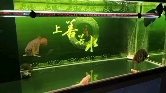綠粉檢疫，加鹽升溫（濰坊浩瀚銘龍會館評論：關燈一天,屌絲養魚評論：關燈一天）