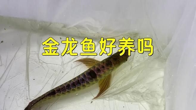 金龍魚好養嗎新手適合養嗎銀幕米糕,金龍魚好養嗎（寵物那些事兒，金龍魚好養活嗎）