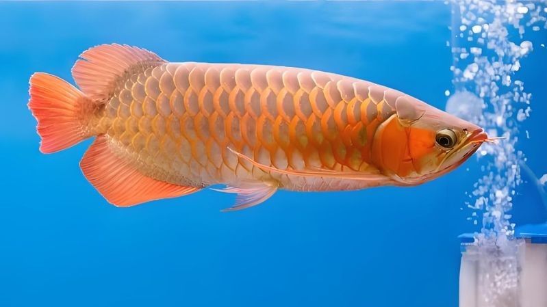 金龍魚好養嗎新手適合養嗎銀幕米糕,金龍魚好養嗎（寵物那些事兒，金龍魚好養活嗎）