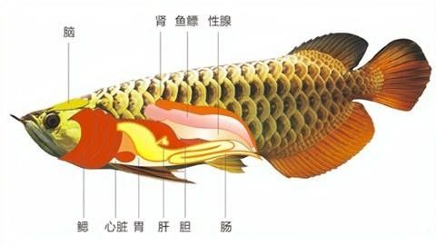 龍魚眼睛疾病有哪些龍魚眼睛異常表現氧寵博士聽給你（養魚說,龍魚眼睛疾病有哪些）