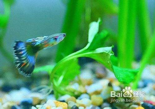 恐龍魚的飼養方法（關于恐龍魚的飼養方法）