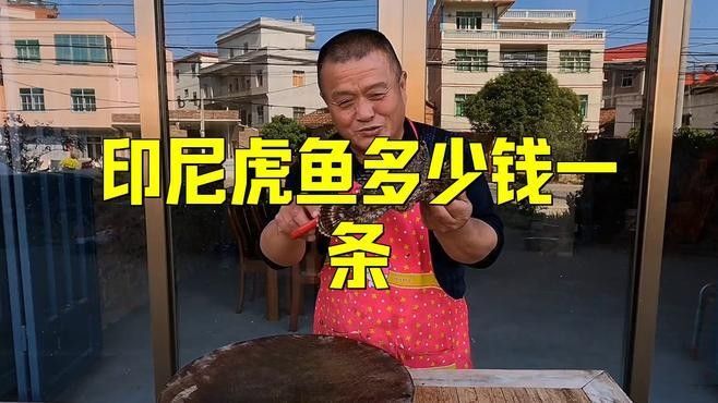 印尼虎魚多少錢一條同城薯-生活指南（印尼虎魚三紋價格一般多少錢）
