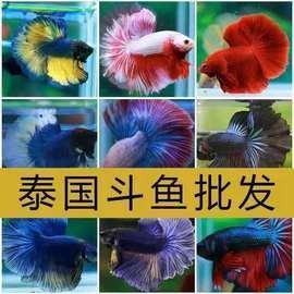 印尼虎魚多少錢一條同城薯-生活指南（印尼虎魚三紋價格一般多少錢）